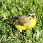 Yellow-fronted canary in grassland