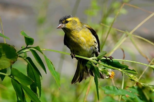 Yellow-fronted canary perching