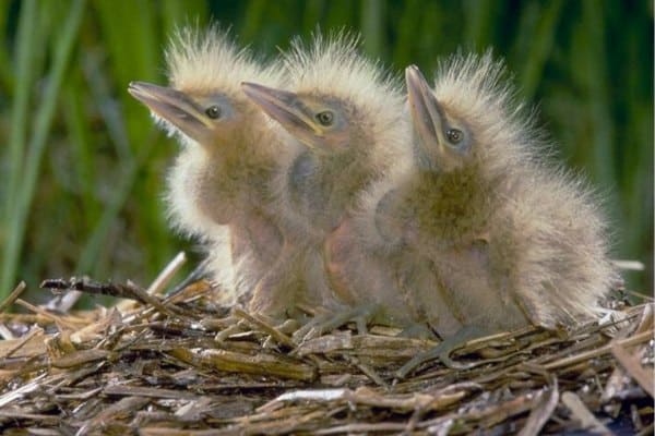American bittern chicks on its nest