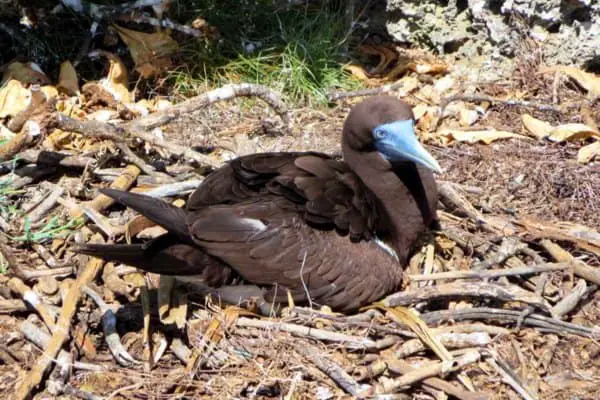 Brown booby nesting on the ground