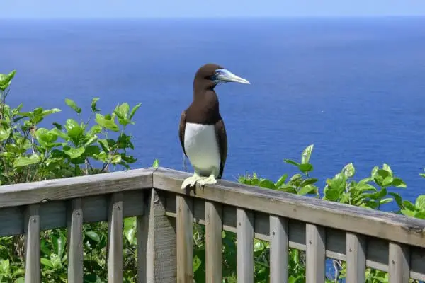 Brown booby perched on the railing