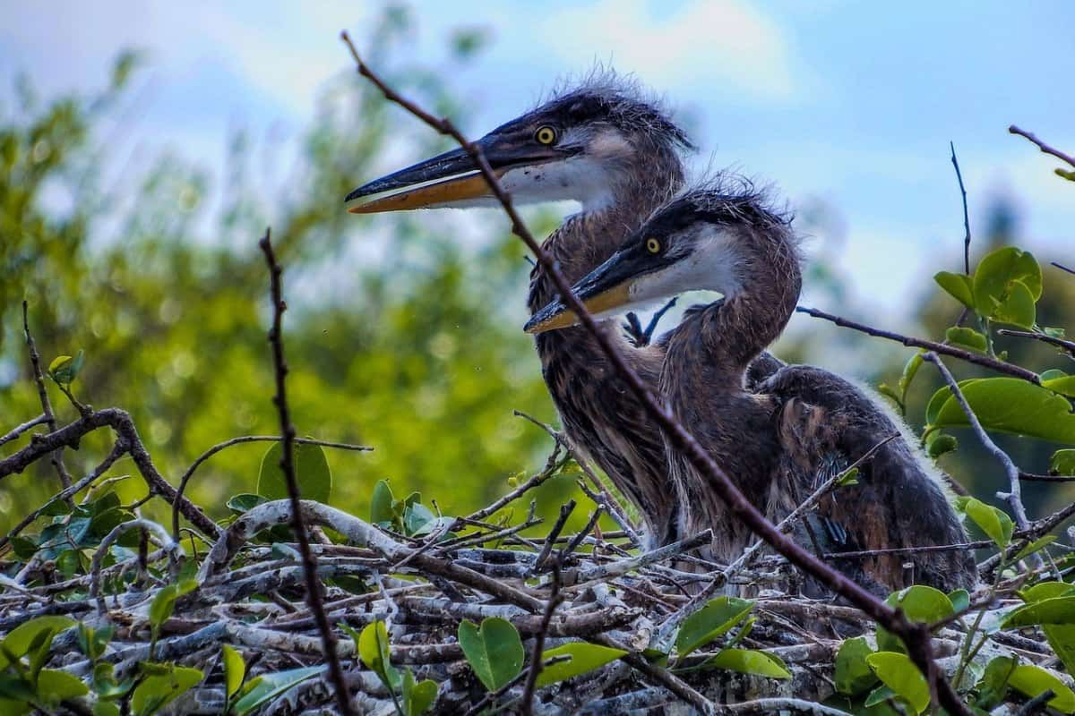 Great blue heron birds on its nest