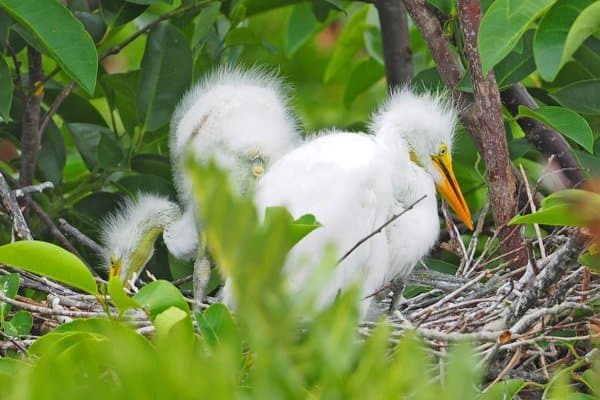 Great egret chicks on its nest