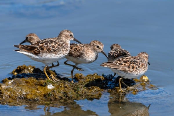 Group of least sandpiper
