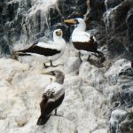 Group of masked booby