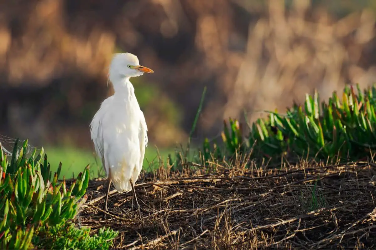 Intermediate egret bird on its nest
