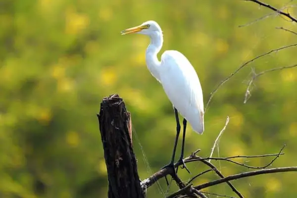 Intermediate egret on a tree branch