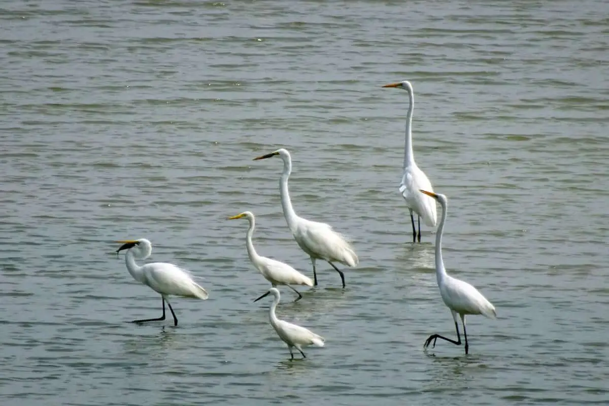 Intermediate egret's flock