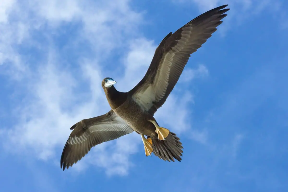 Juvenile brown booby in flight