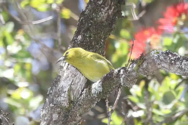 Kauai amakihi perched on a tree branch