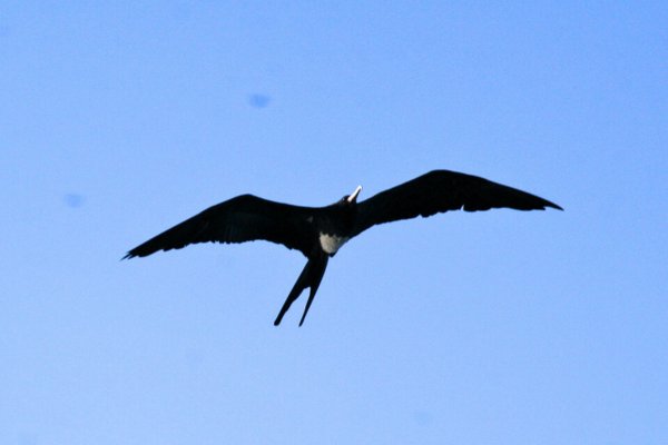 Lesser frigatebird in the sky