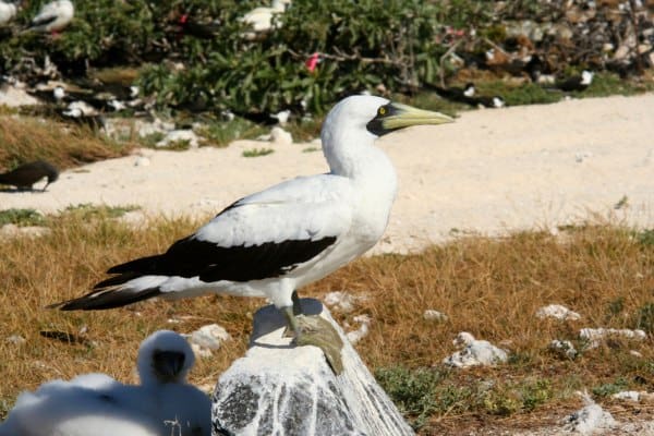 Masked booby with a chick hiding