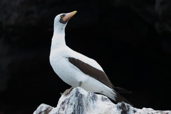 Nazca booby mount on a rock