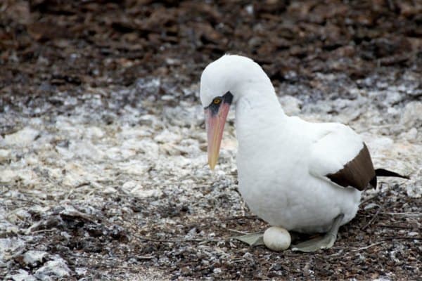 Nazca booby with its egg