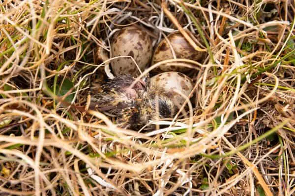 Newly hatched dunlin chicks
