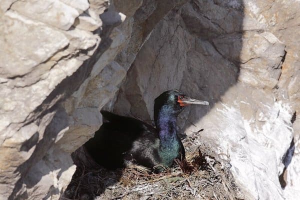 Pelagic cormorant nesting