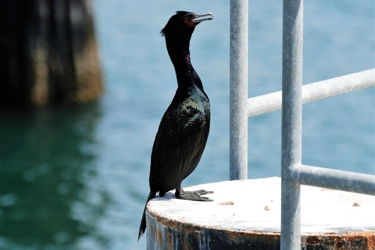 Pelagic cormorant standing