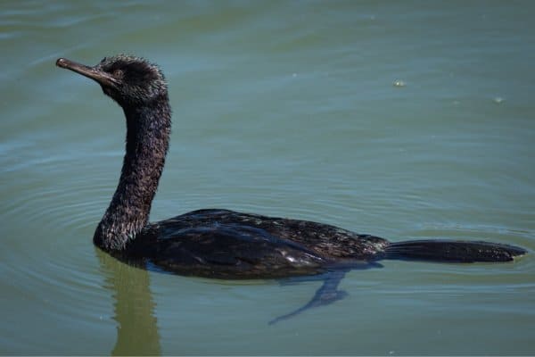 Pelagic cormorant swimming