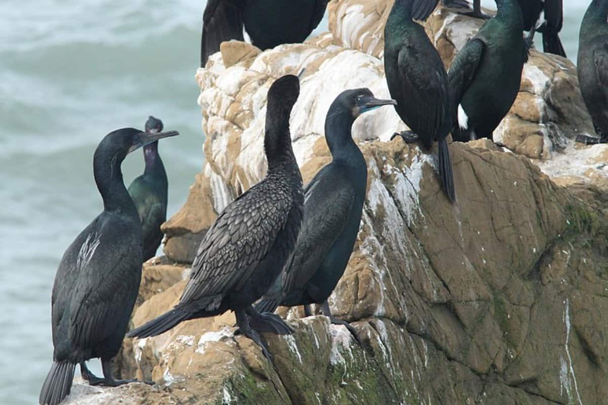 Pelagic cormorants