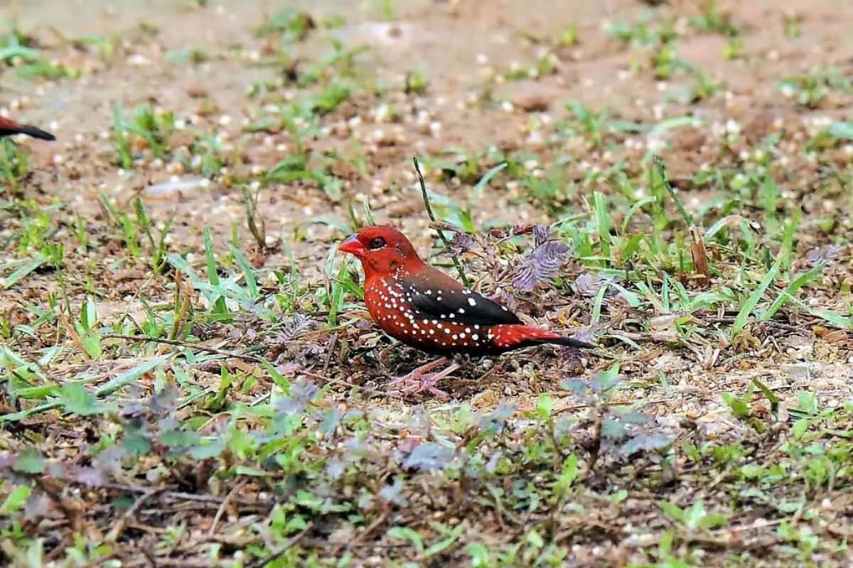 Red avadavat on the ground