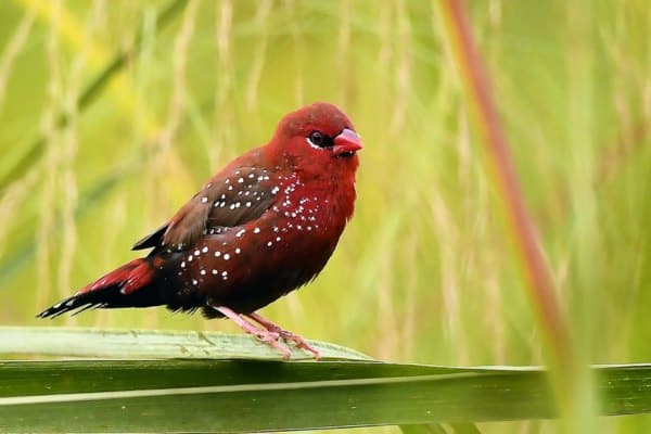 Red avadavat perching