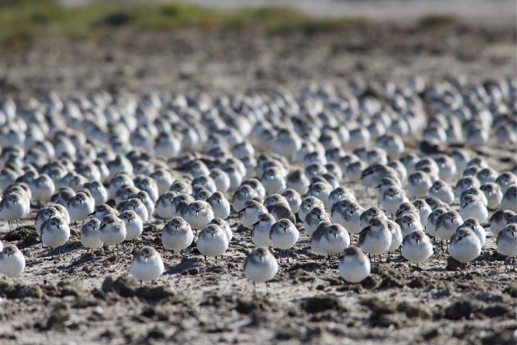 Red-necked Stint (Calidris ruficollis) - Hawaii Bird Guide