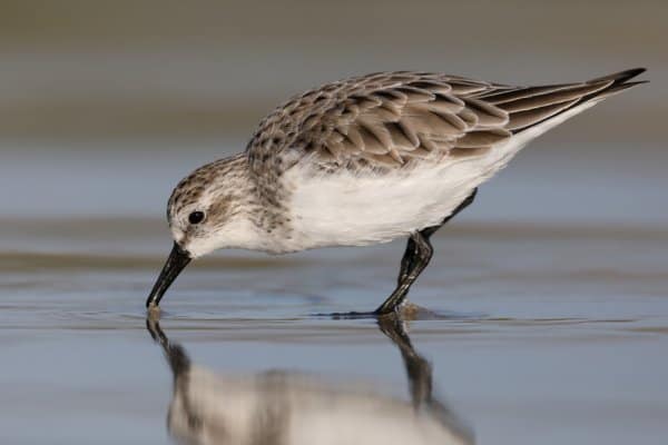 Red-necked stint foraging