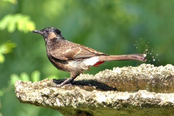 Red-vented bulbul drying off