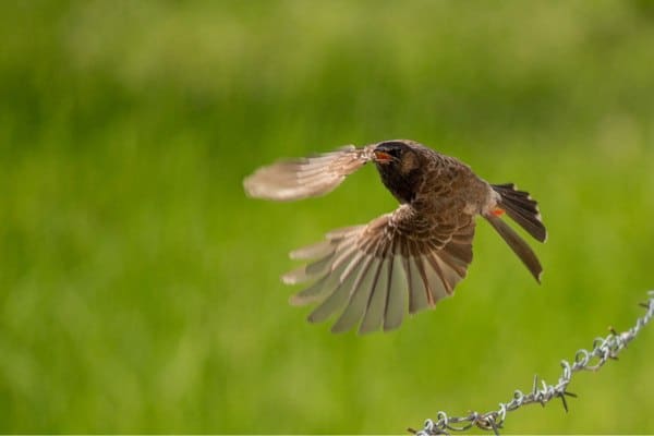 Red-vented bulbul in flight