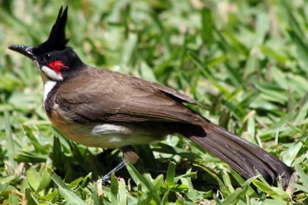 Red-whiskered bulbul in grassland