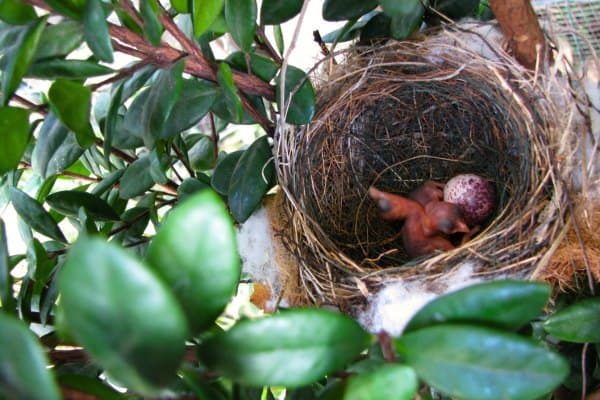 Red-whiskered bulbul nestlings