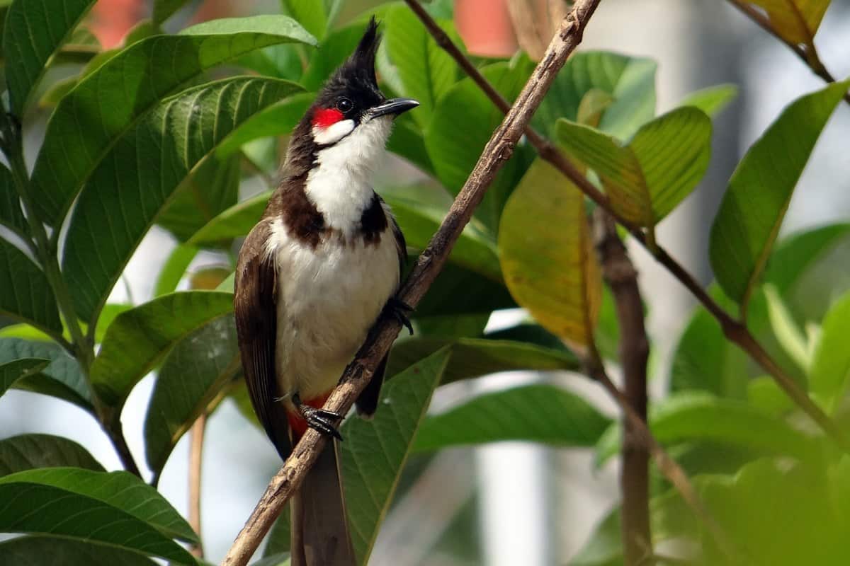 Red-whiskered bulbul perched on a twig