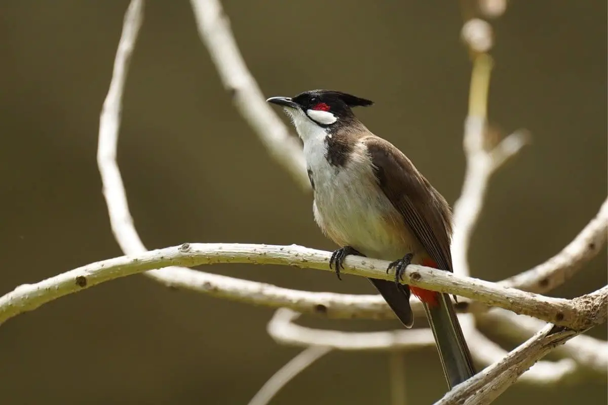 Red-whiskered bulbul perching