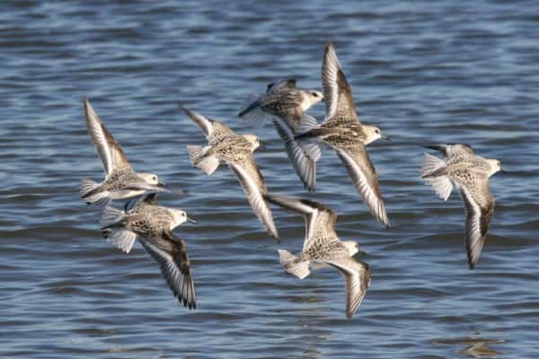 Sanderlings flock in flight