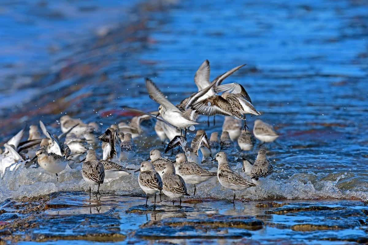 Sanderlings flock