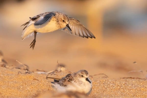 Two red-necked stint birds