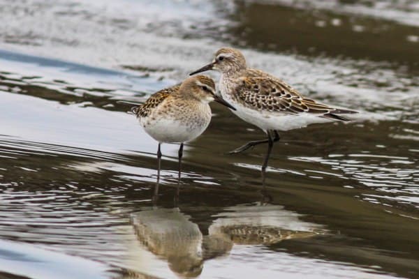 Two white-rumped sandpipers