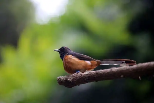 White-rumped shama on a tree branch