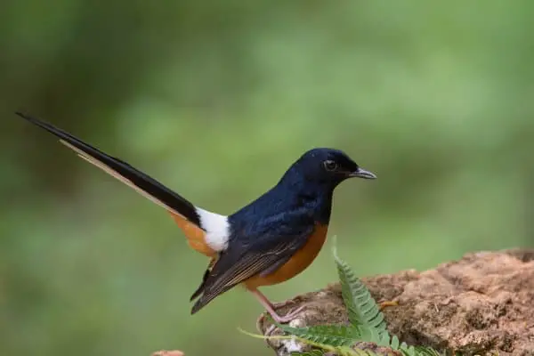 White-rumped shama on a rock