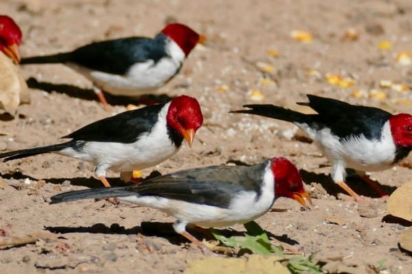 Yellow-billed cardinal flock foraging