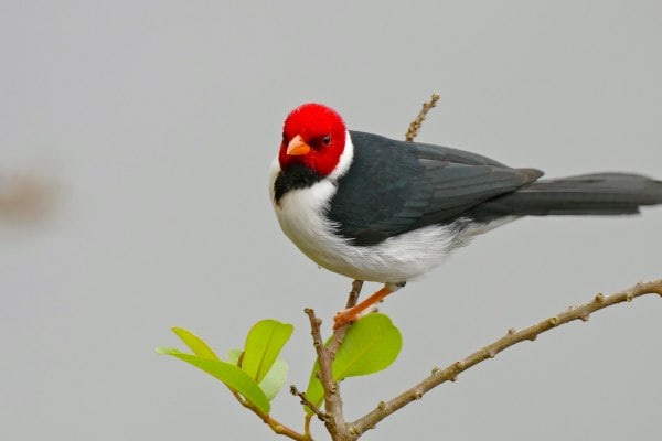 Yellow-billed cardinal perched on a twig