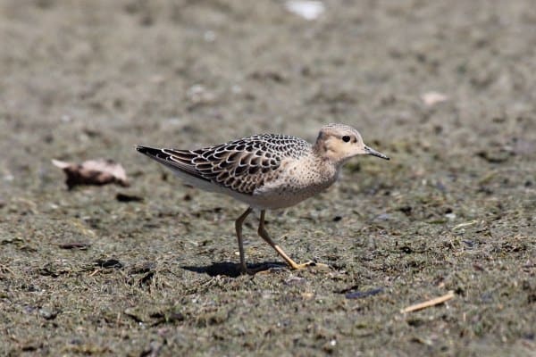Buff-breasted sandpiper standing