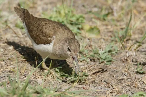 Common sandpiper captured an insect