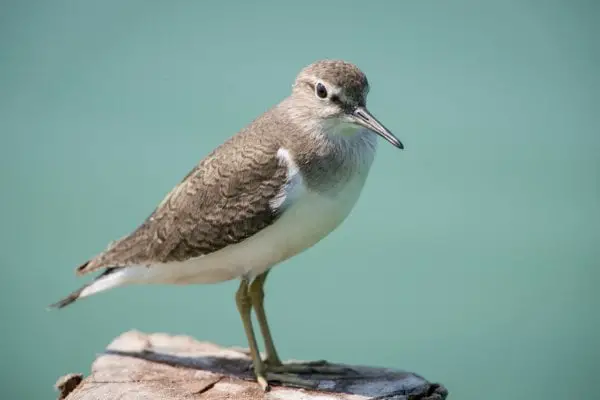 Common sandpiper standing on a wood
