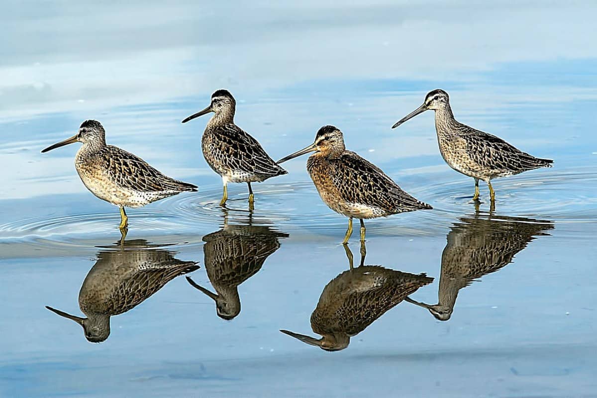 Four short-billed dowitchers in wetland