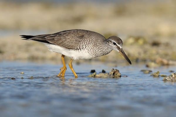 Gray-tailed tattler hunting for food