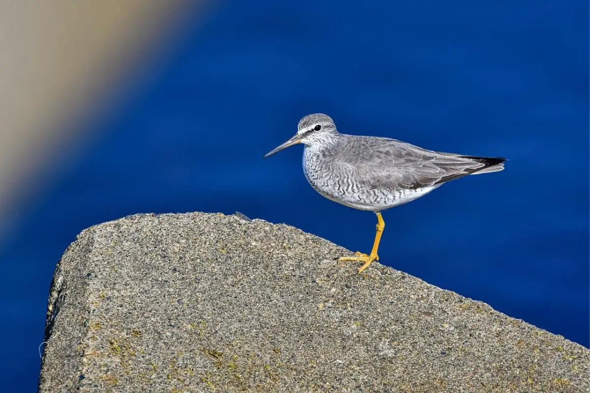 Gray-tailed tattler standing on a rock