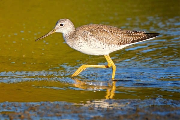 Greater yellowlegs searching for food