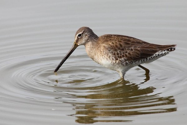 Long-billed dowitcher foraging