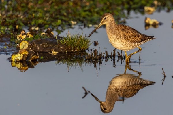 Long-billed dowitcher in wetland